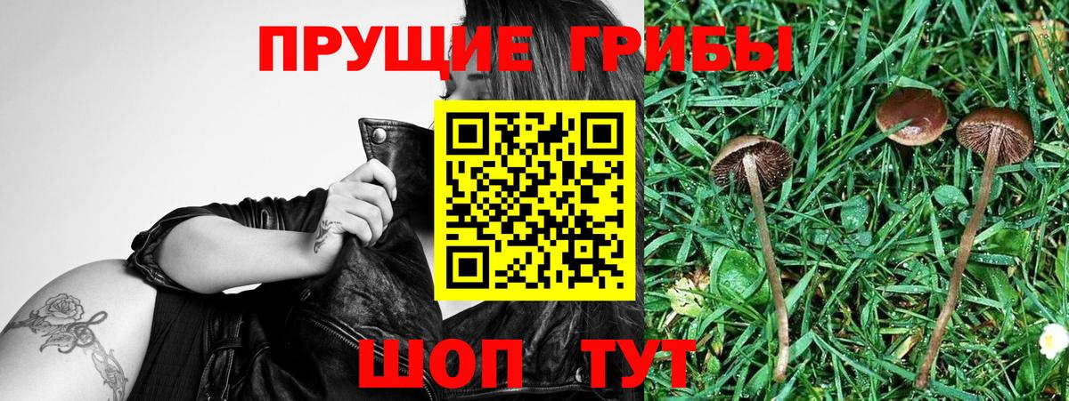 Псилоцибиновые грибы прущие грибы  Псилоцибиновые грибы Psilocybe  Вход с VPN  Аксай 